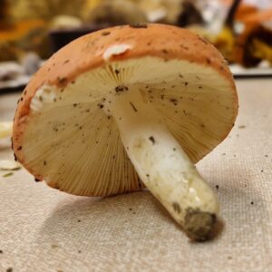 Russula lepida