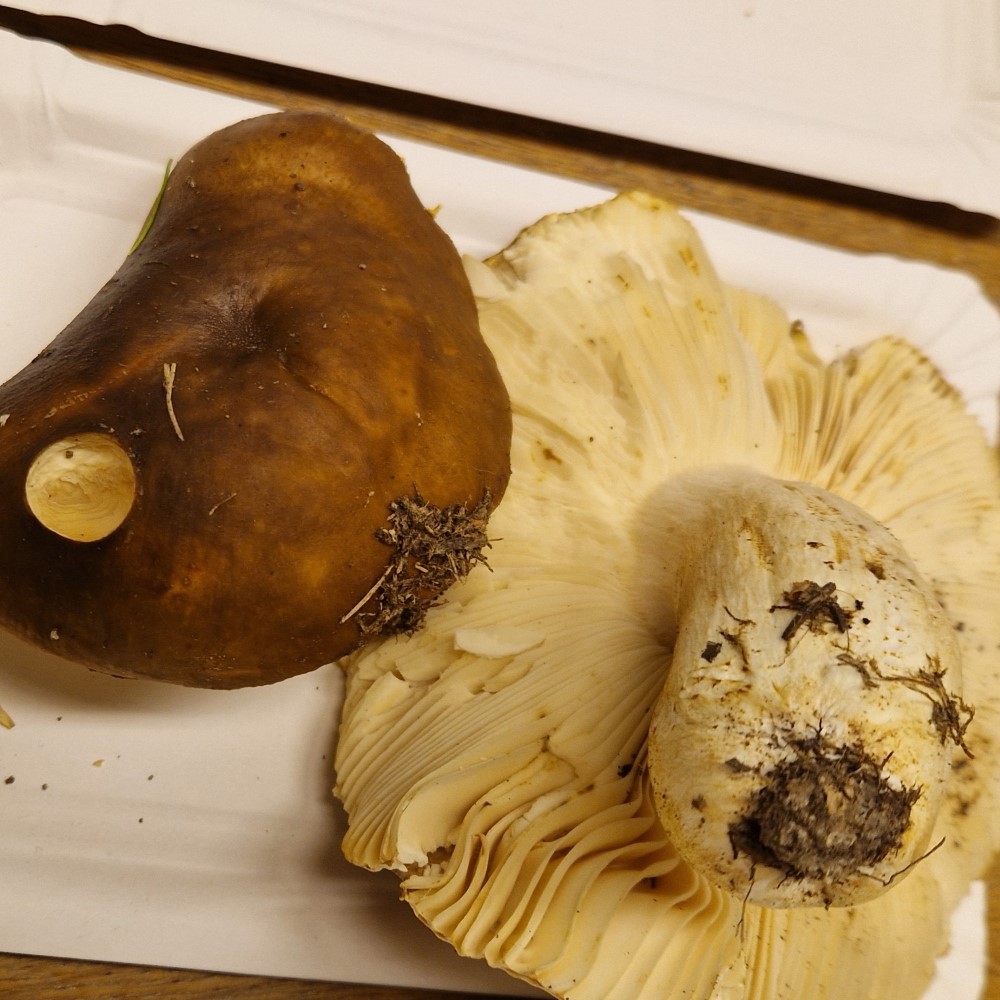 Russula mustelina