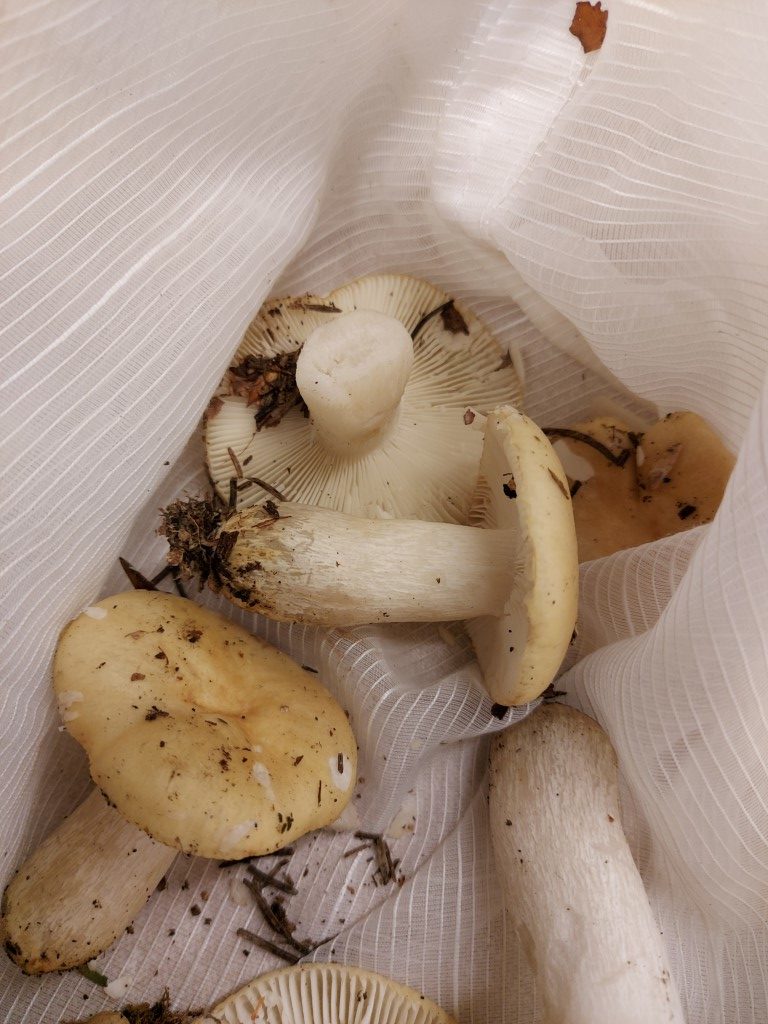 Russula ochroleuca