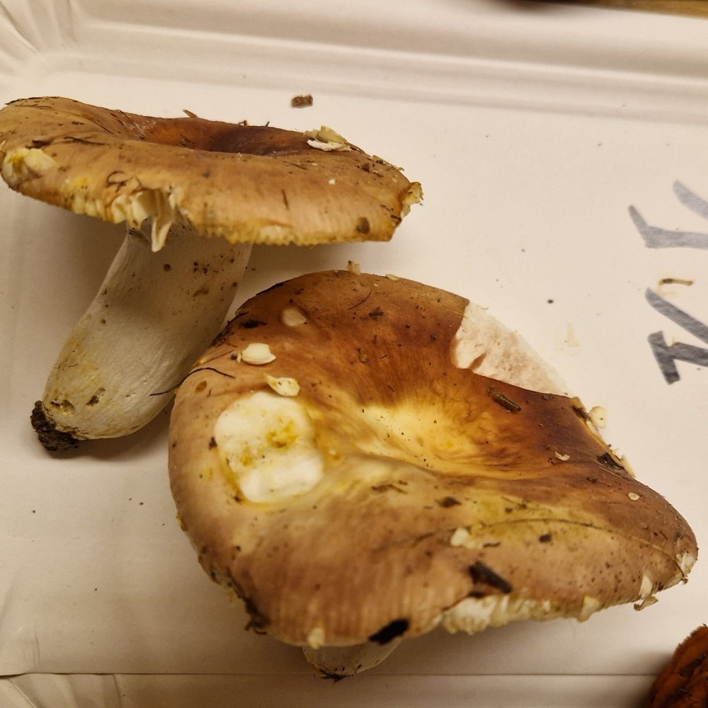 Russula vesca