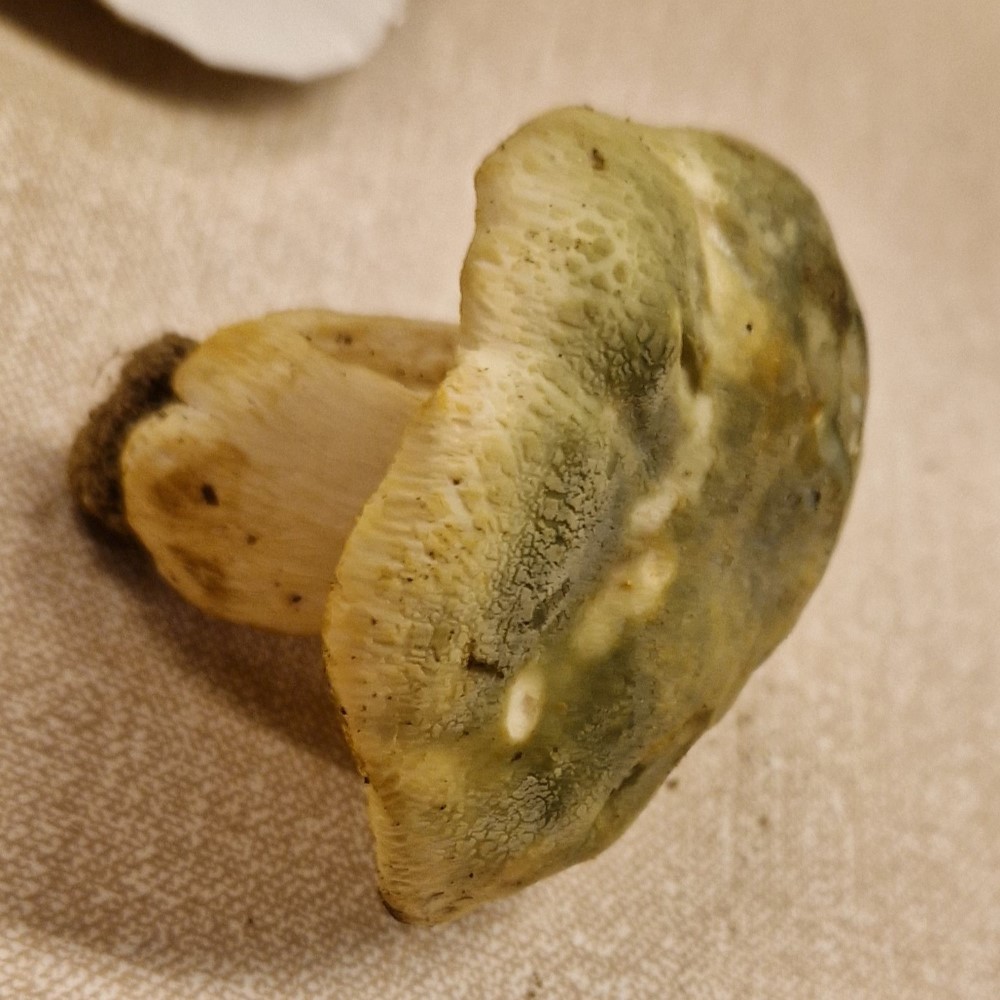 Russula virescens