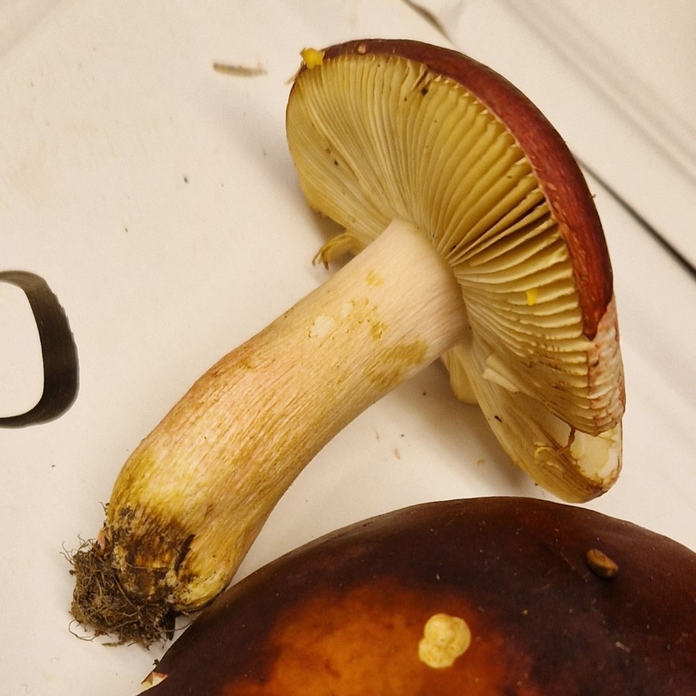Russula xerampelina