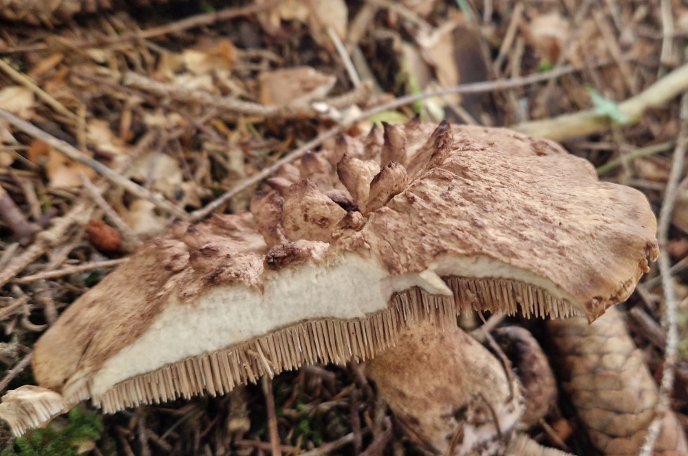 Sarcodon imbricatus