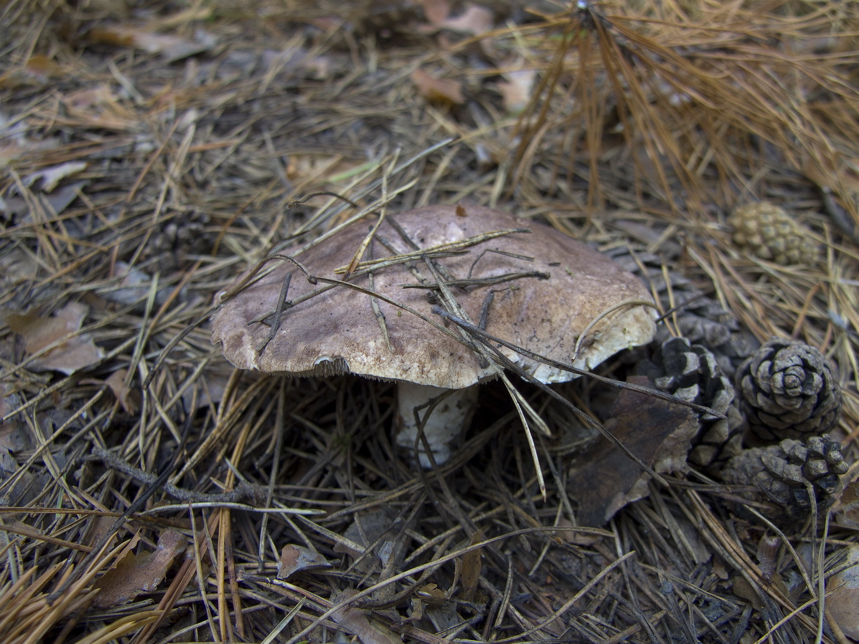 Sarcodon leucopus