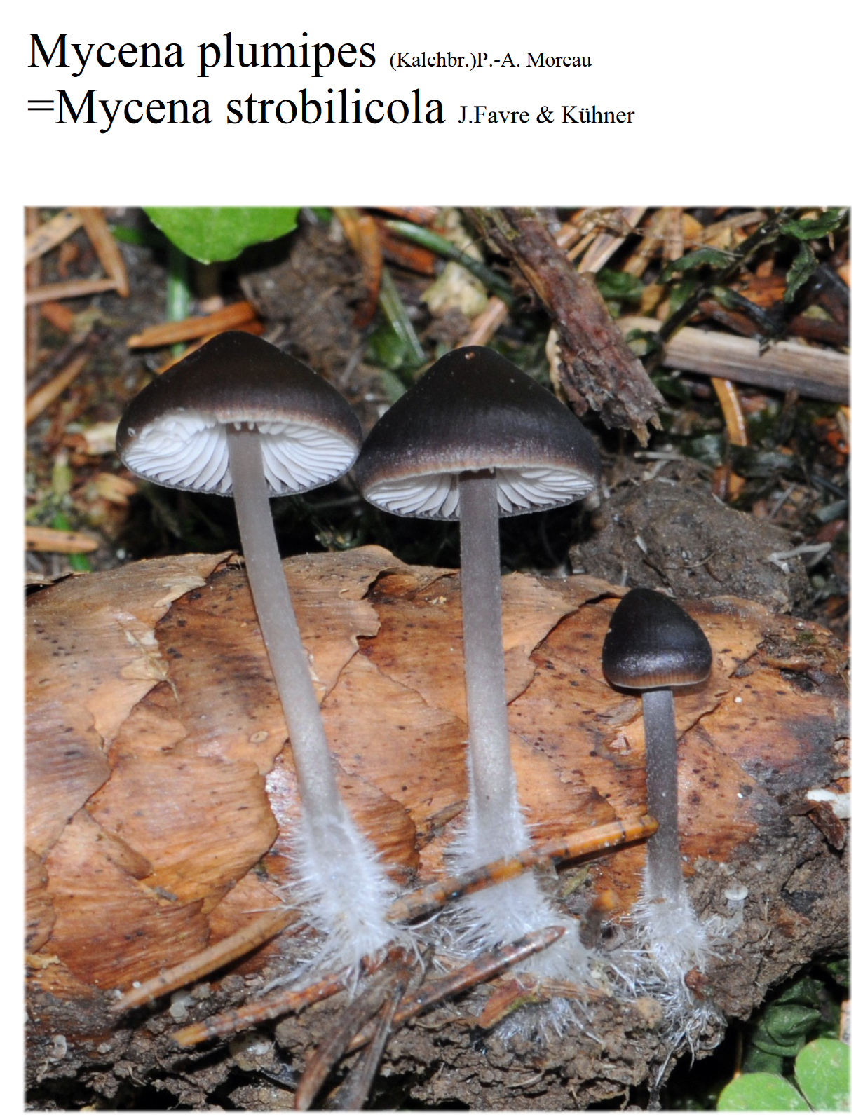 Mycena strobilicola