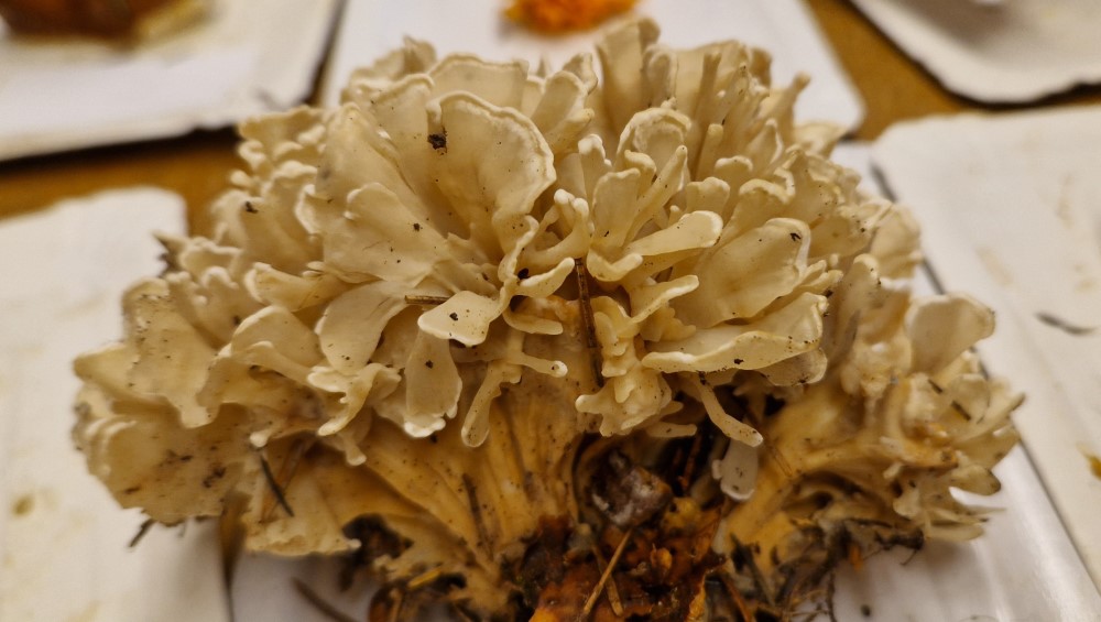 Sparassis brevipes