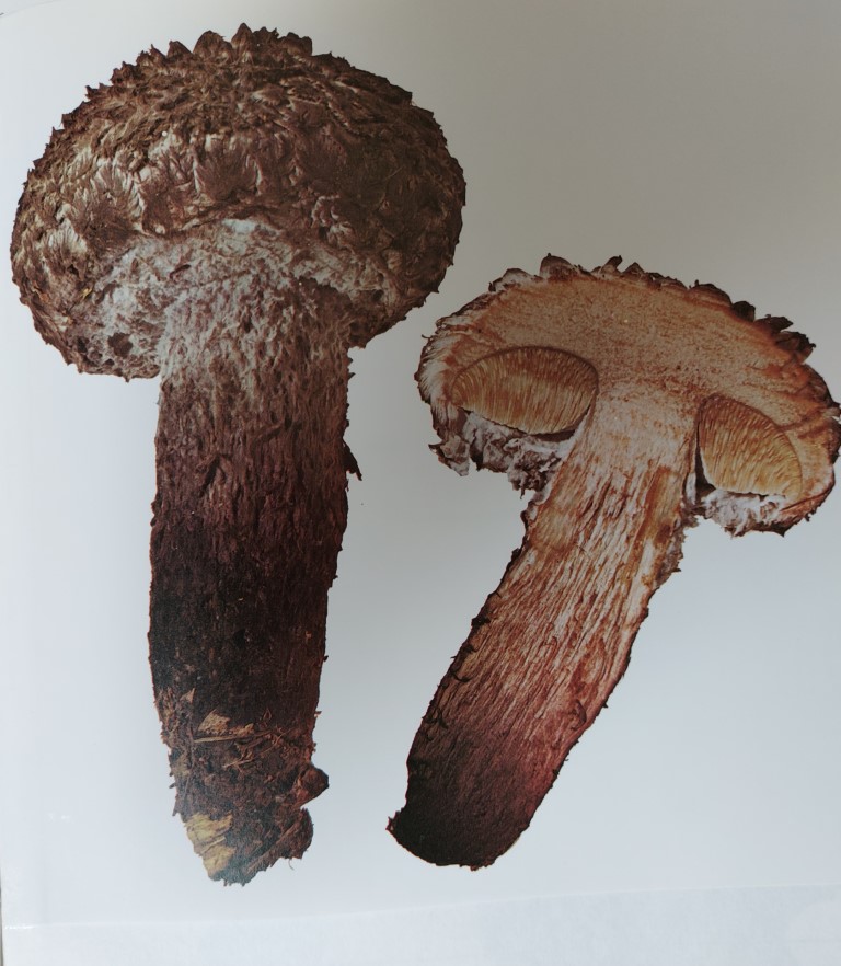 Strobilomyces strobilaceus