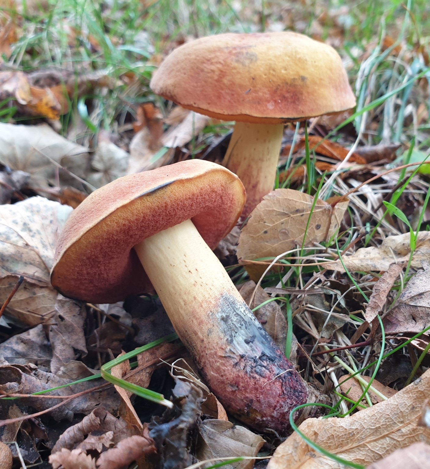 Suillellus queletii