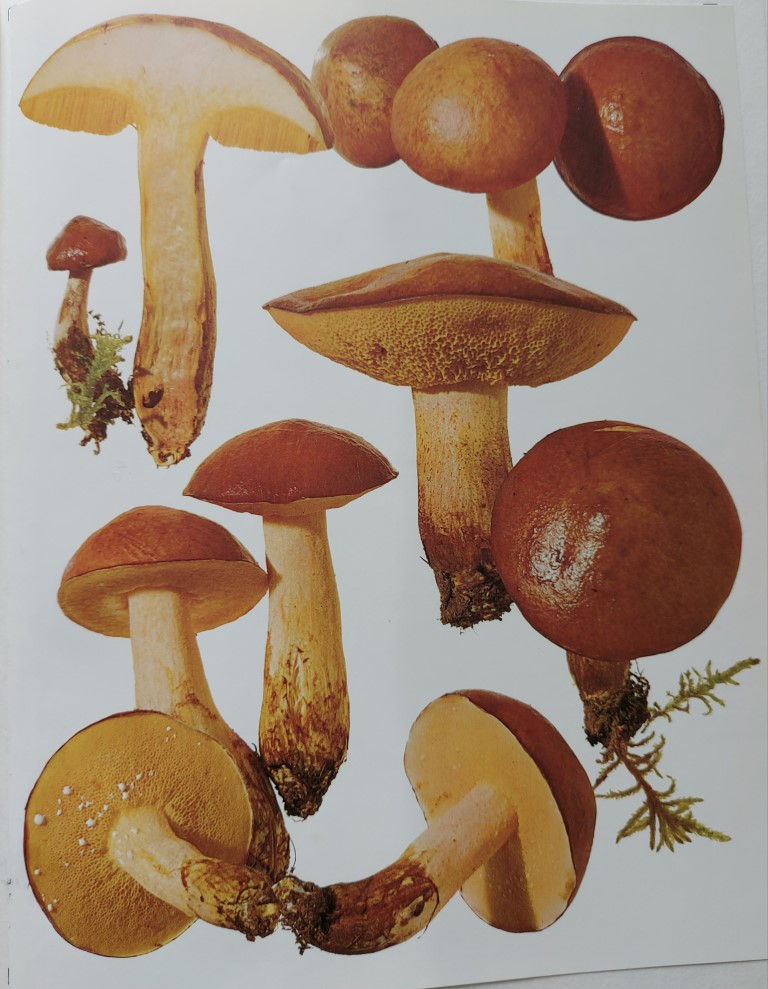 Suillus granulatus