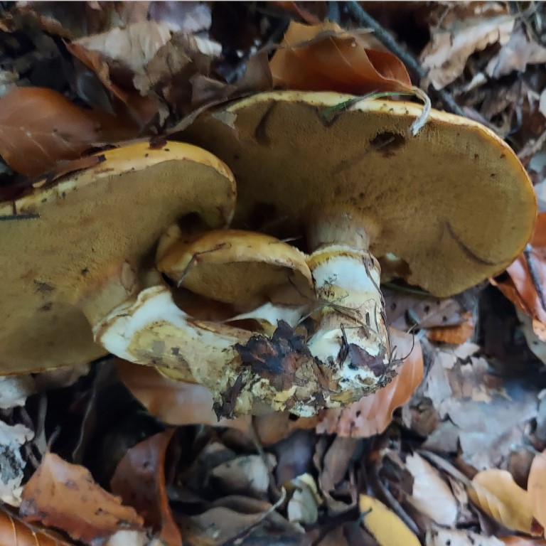 Suillus grevillei
