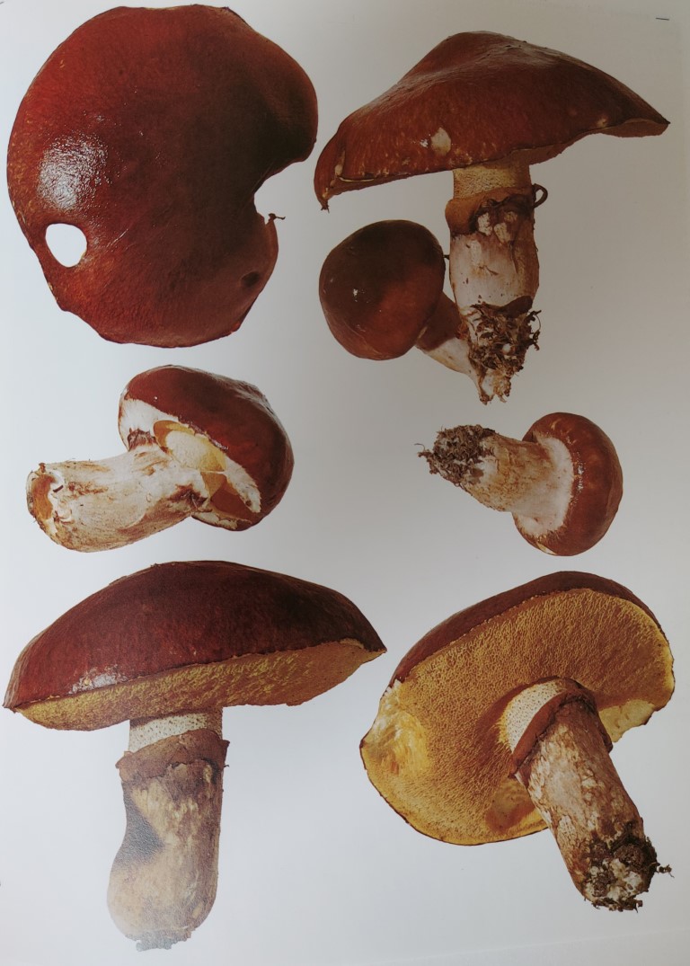 Suillus luteus