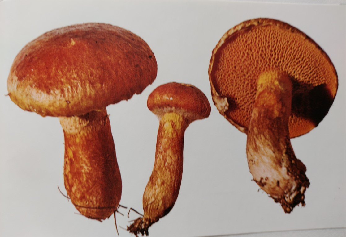Suillus tridentinus