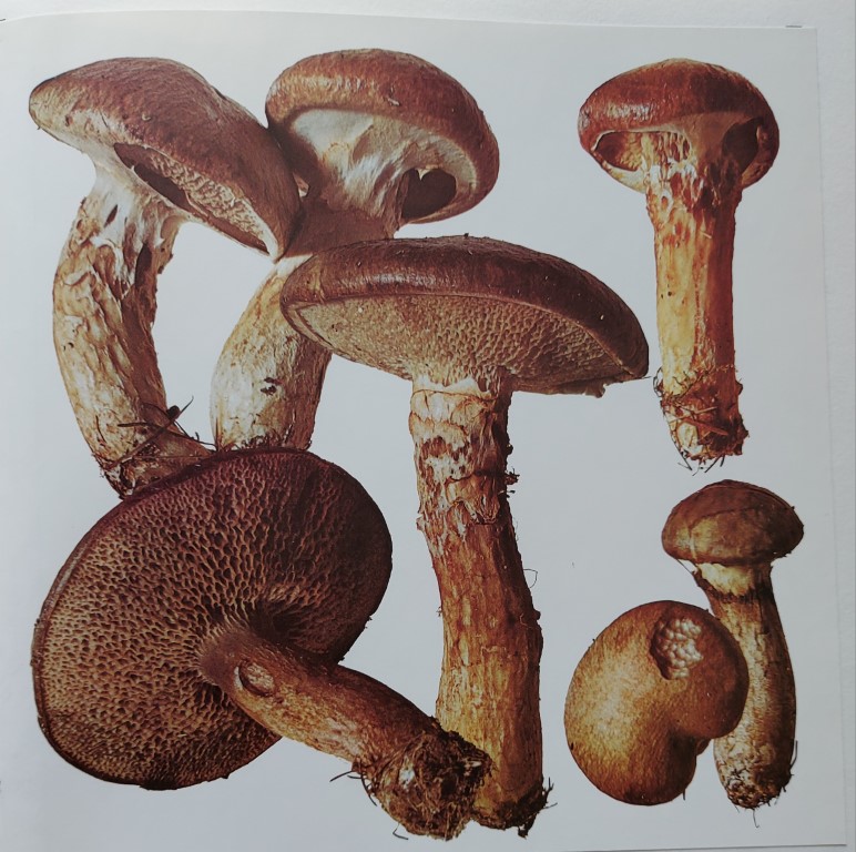 Suillus viscidus
