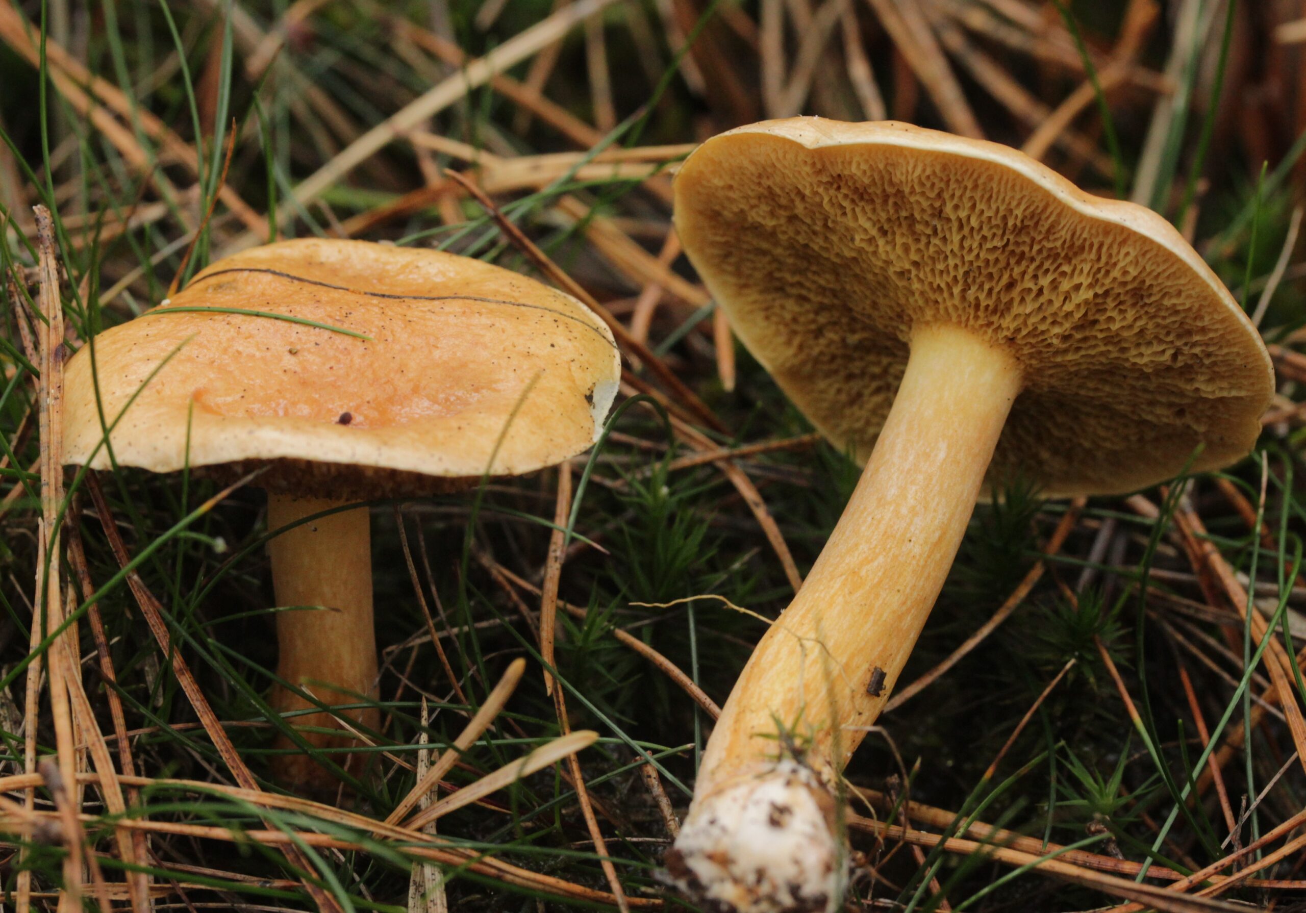 Suillus bovinus