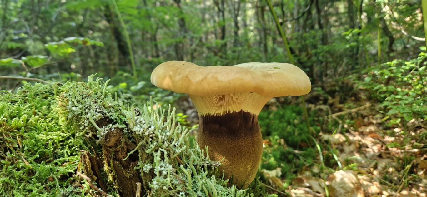 Tapinella atrotomentosa