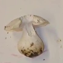 Tricholoma columbetta