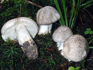 Tricholoma pardinum