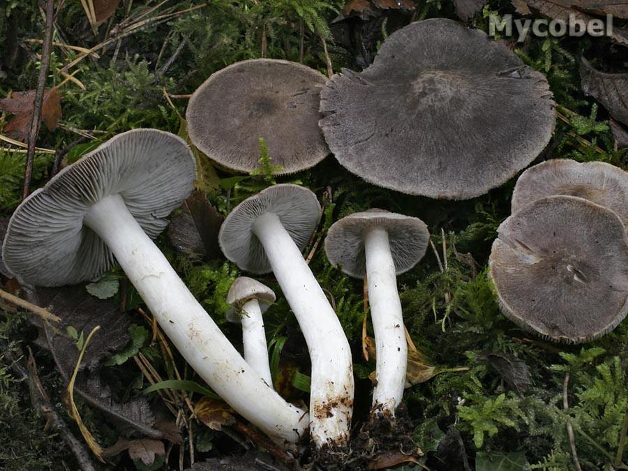 Tricholoma terreum