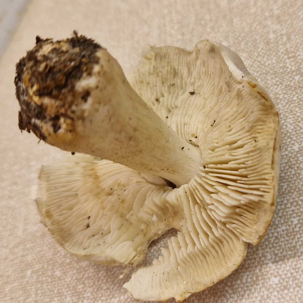 Tricholoma virgatum