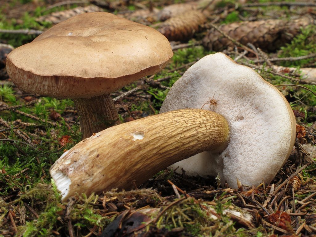 Tylopilus felleus