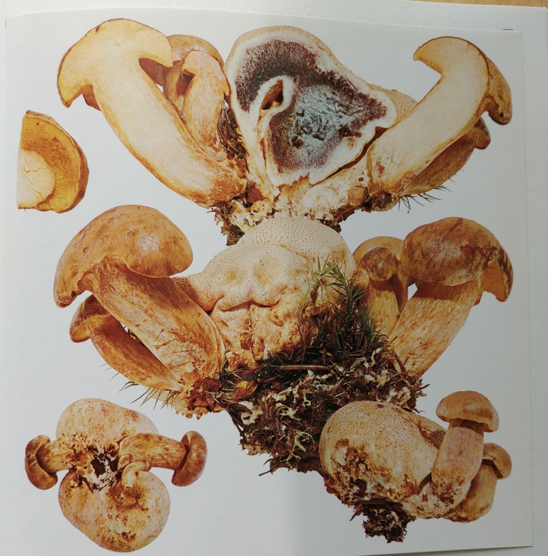 Xerocomus parasiticus
