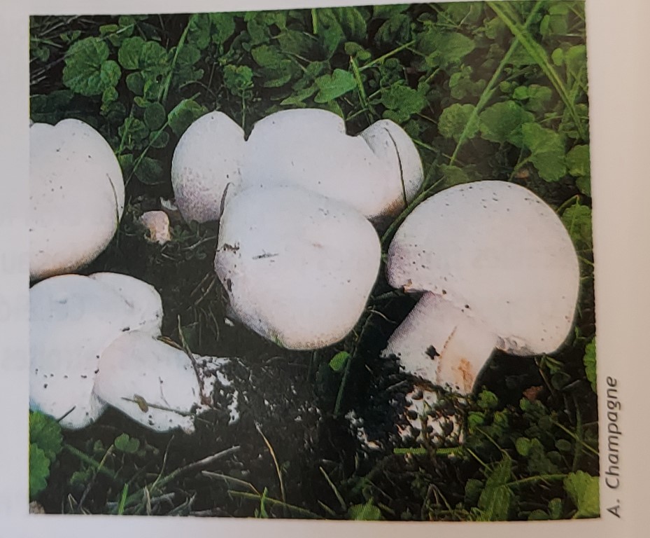 Agaricus arvensis