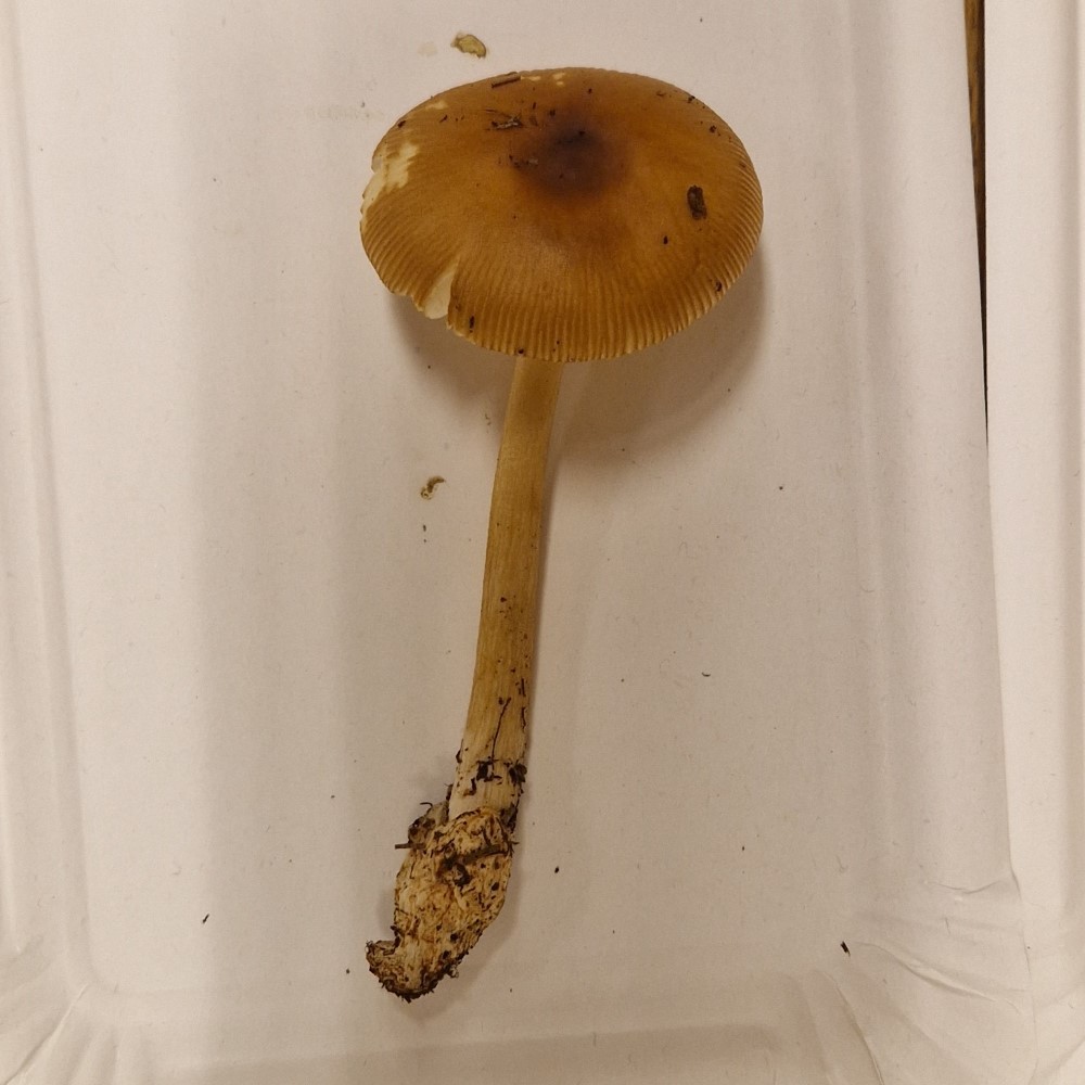 Amanita fulva