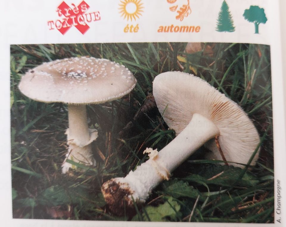 Amanite panthère