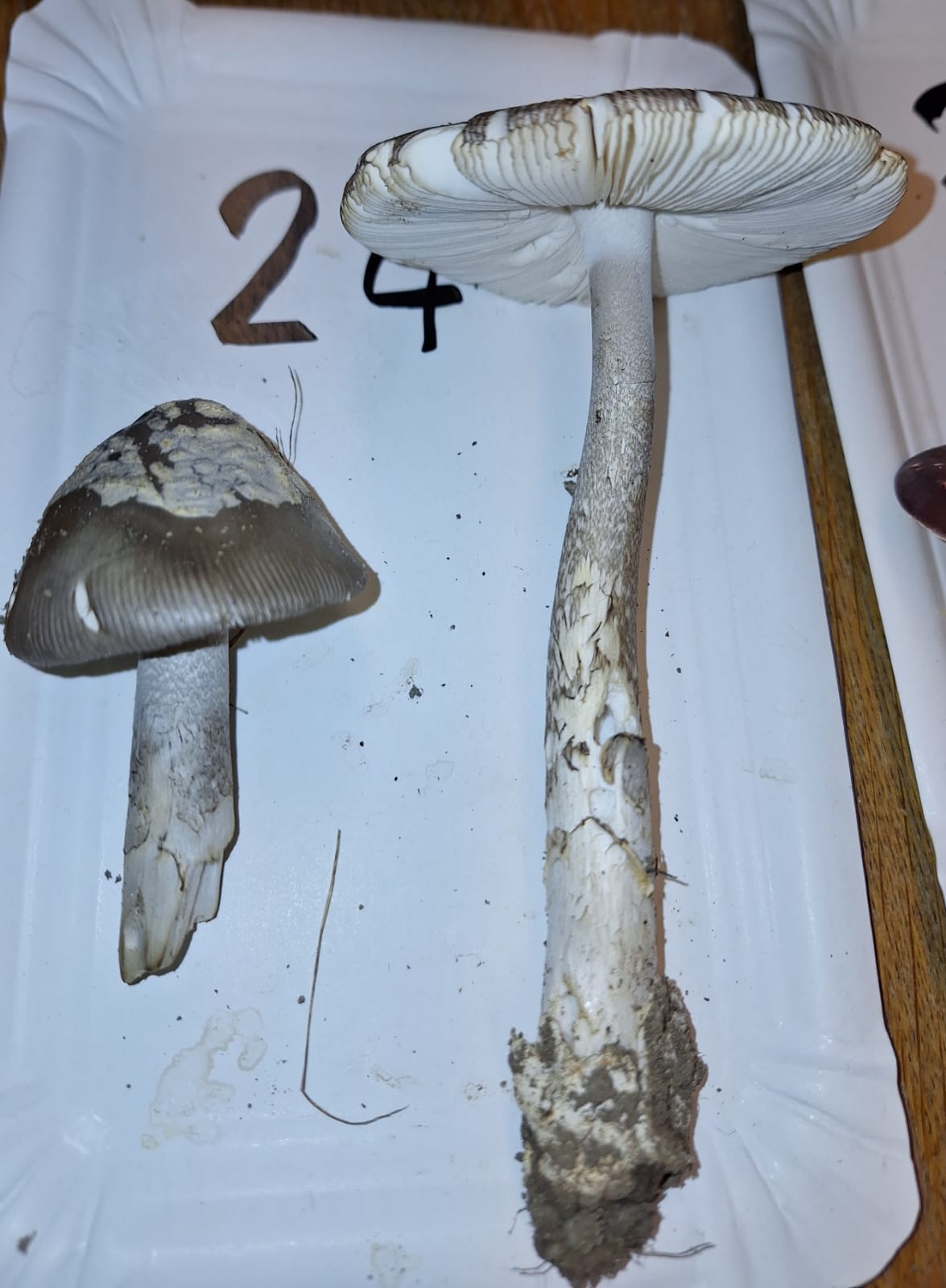 Amanita simulans