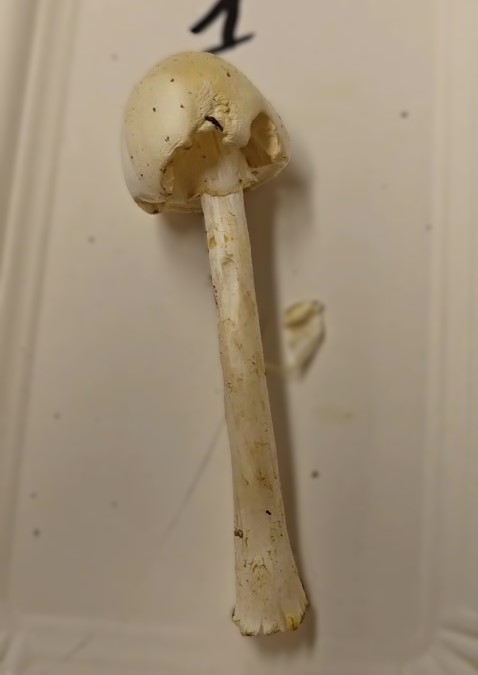 Amanita virosa