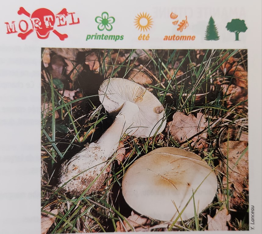 Amanita verna
