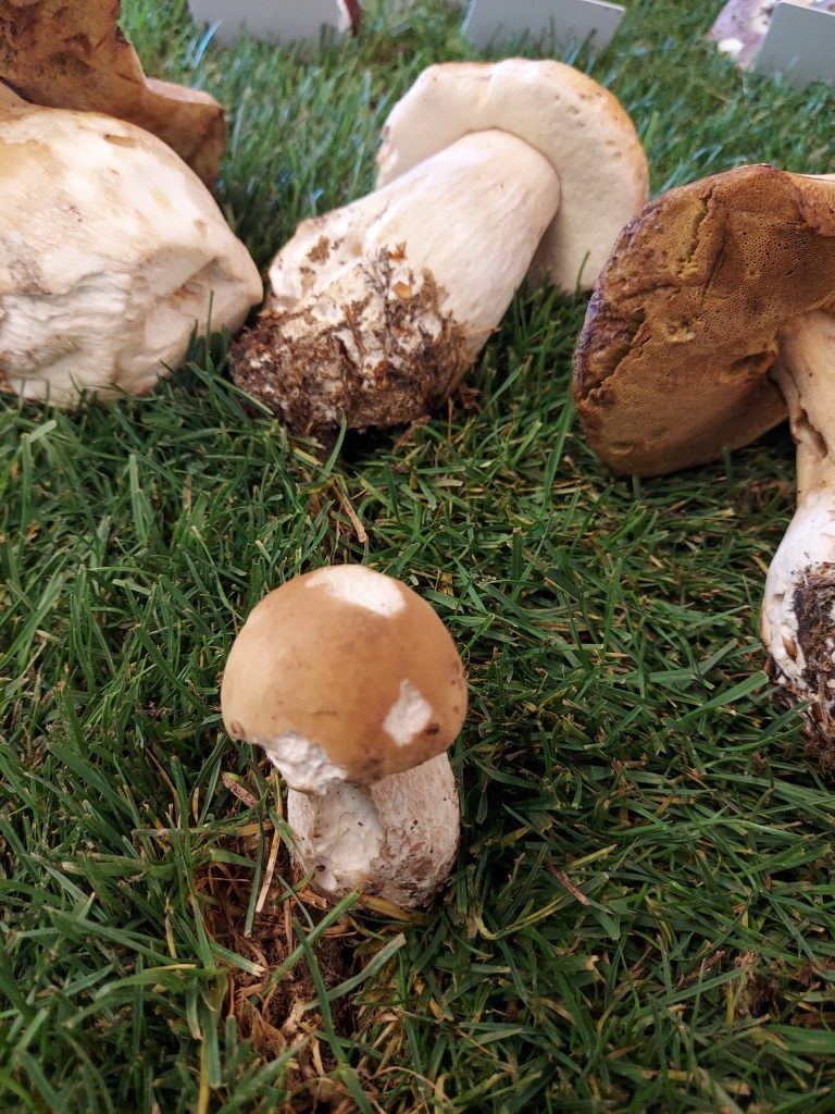 Boletus edulis