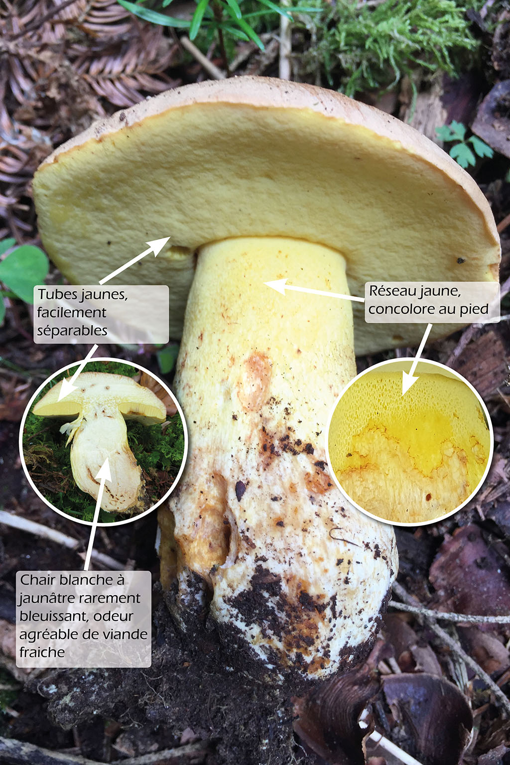 Boletus subappendiculatus