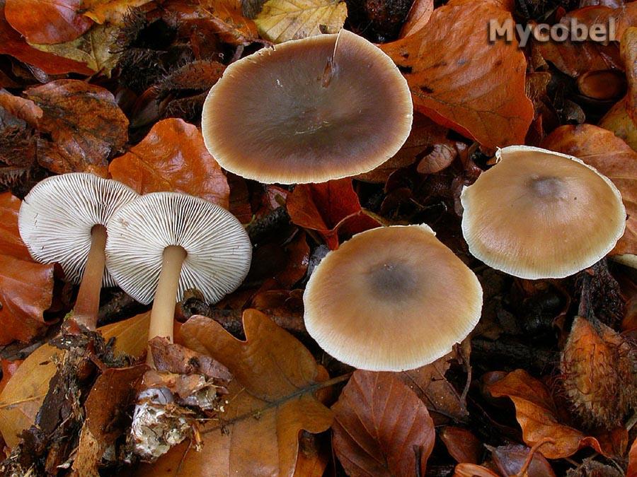 Rhodocollybia butyracea