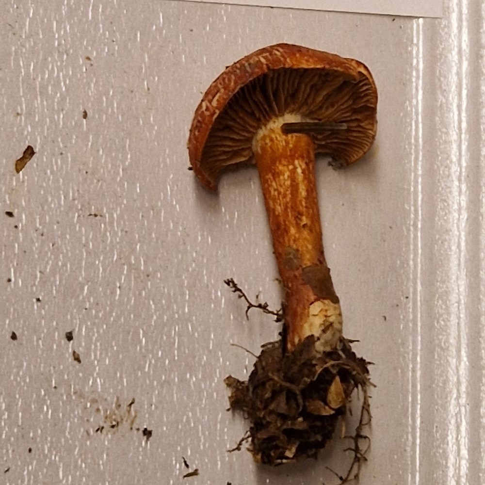 Cortinarius (Lepr.) bolaris