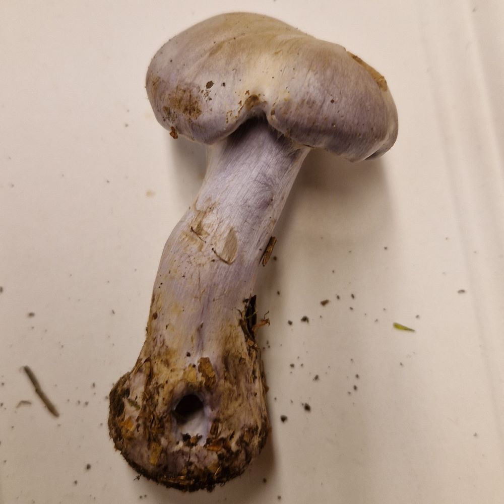 Cortinarius (Ser.) camphoratus