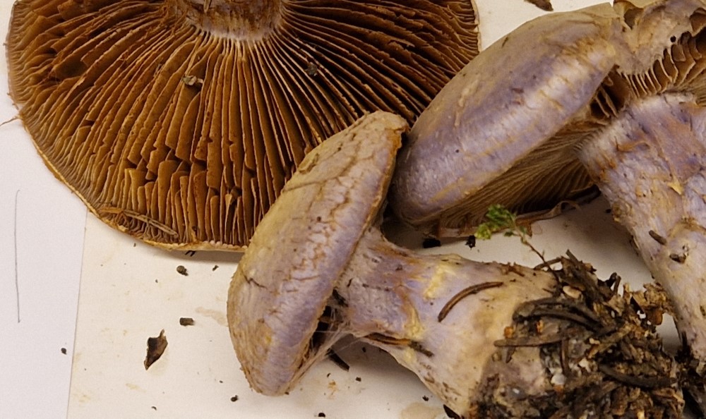 Cortinarius (Ser.) traganus