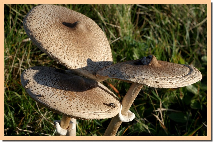 Macrolepiota mastoidea