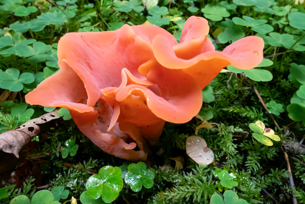 Tremiscus helvelloides
