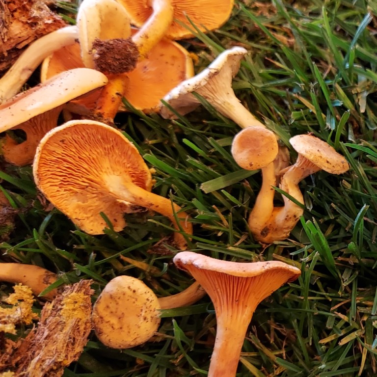 Hygrophoropsis aurantiaca