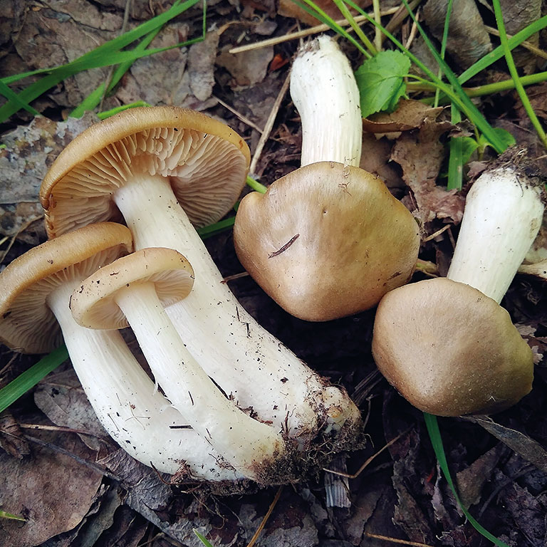 Entoloma (Ent.) clypeatum