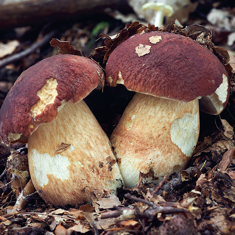 Boletus pinophilus