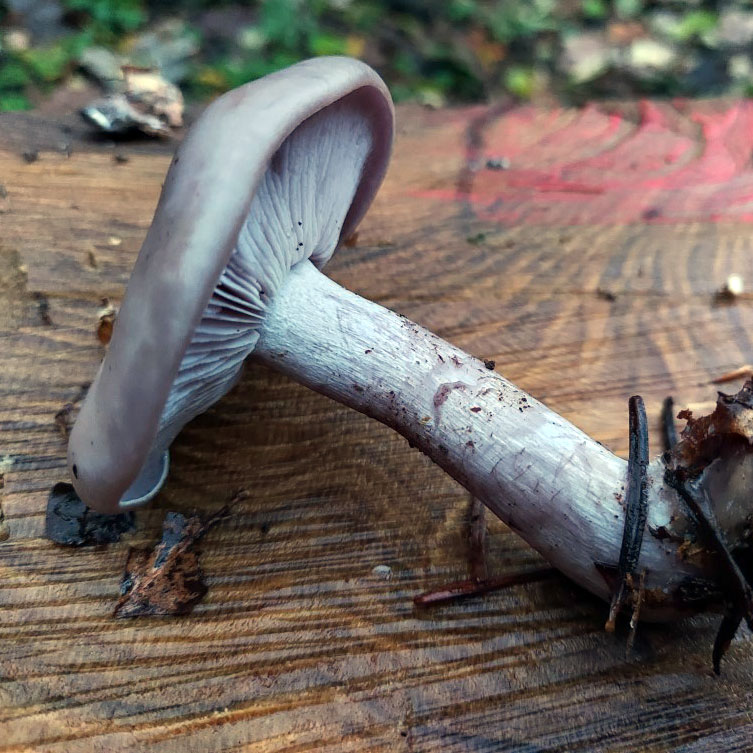 Lepista nuda