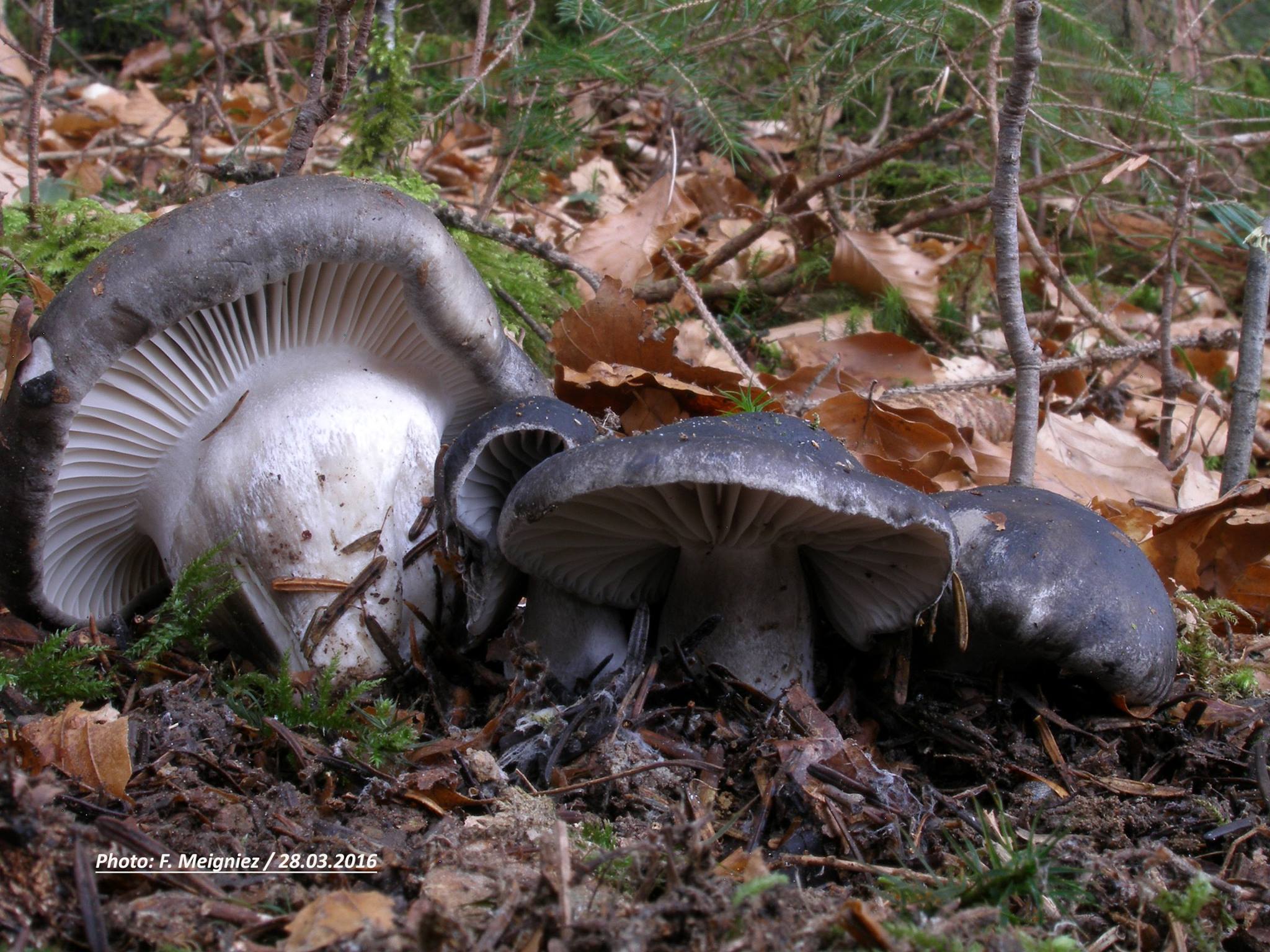 Hygrophorus marzuolus