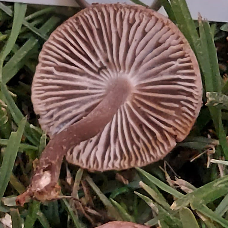 Mycena pura