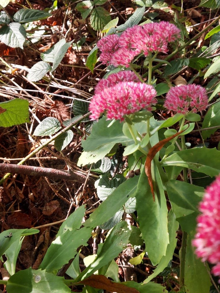 Hylotelephium telephium