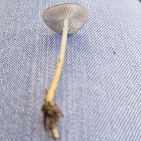 Strobilurus esculentus