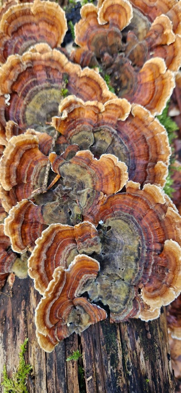 Trametes versicolor