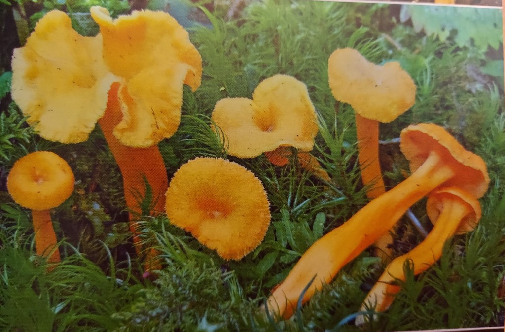 Craterellus lutescens f. luteocomus