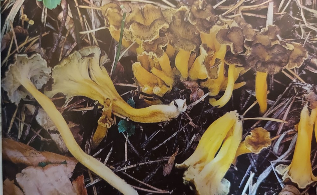 Craterellus lutescens